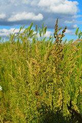 Grass (bromus inermis) and sky