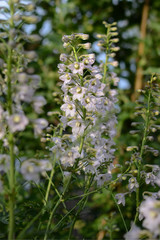 Snapdragon after the rain