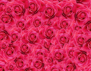 Rose background