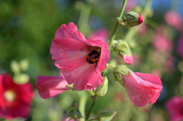 Fototapeta na wymiar Bumblebee in the pink flower