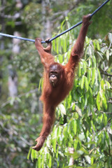 Orangutan