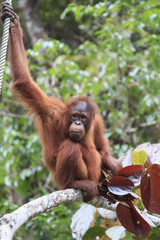 Orangutan