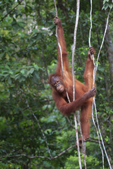 Orangutan