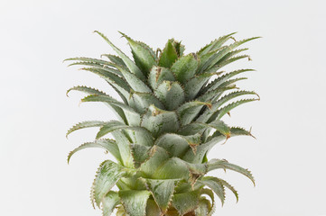Fresh pine apple rich of vitamin and good for health in isolate