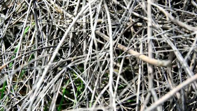 Thick shrubbery branches