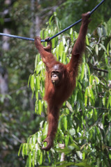 Naklejka premium Orangutan