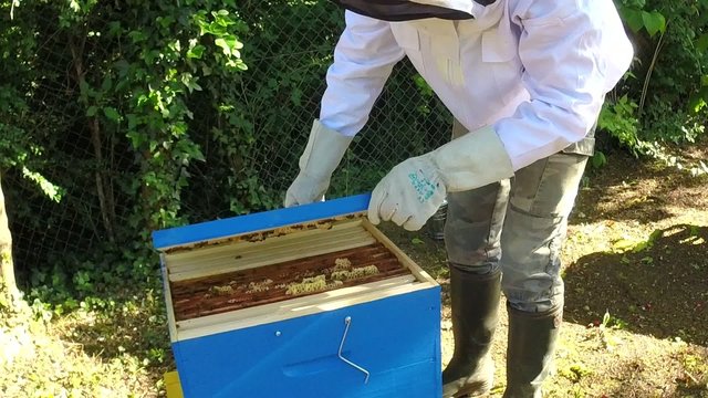 Ruche et abeilles