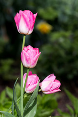 Tulip blossoms