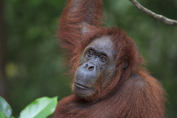 Orangutan