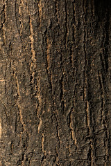 dry tree bark texture background, closeup