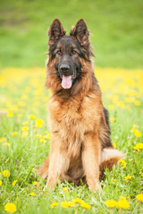German shepherd dog sitting on the field with flowers