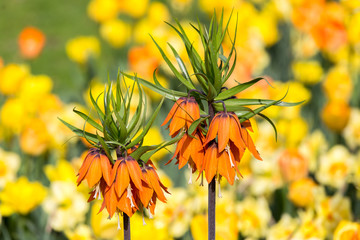 Spring Flower - Fritillaria Imperialis
