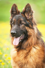 Portrait of german shepherd dog
