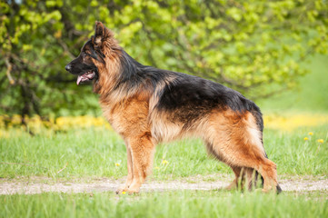 German shepherd dog