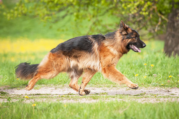 Obraz na płótnie Canvas German shepherd dog running working trot