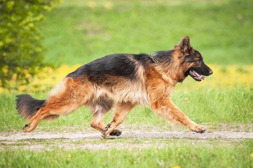 German shepherd dog running working trot