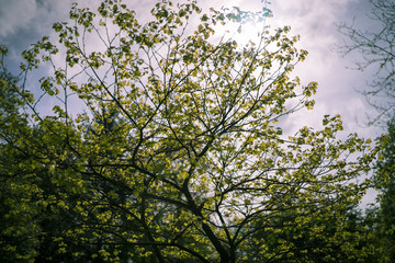 Leaves under sunlight in Spring with shallow depth of field.