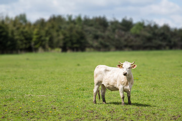 Obraz na płótnie Canvas Cow on Pasture
