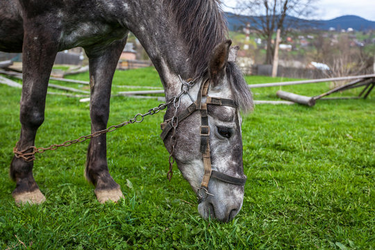 Horses in the countryside, horses an apple, hobbled horse, chain, ruins, gray, nature, poverty, misery, self-pity, despair, animal welfare