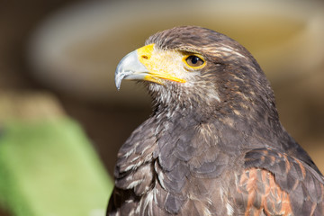 Common buzzard (Buteo buteo)