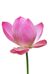 Lotus, Pink water lily flower (lotus) and white background, Clipping paths