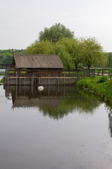 Fototapeta na wymiar Запруда с лебедем около водяной мельницы.