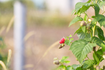 raspberries berry