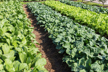 Fototapeta na wymiar green lettuce vegetable of hydroponic cultivation