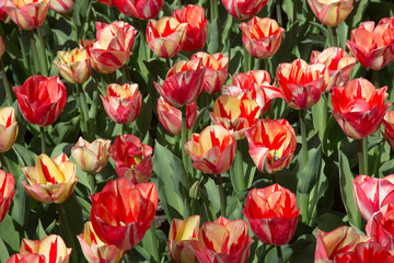 fields of tulips in Keukenhof park in Netherlands
