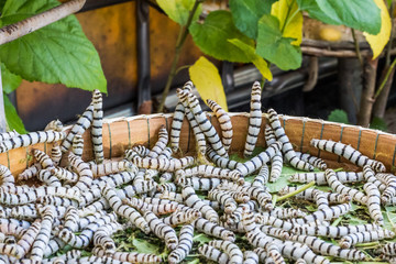 Silkworms