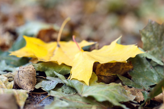 Fallen autumn leaves yellow