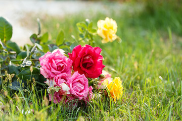 red rose outside
