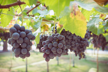 grapes fruit in farm viticulture of agriculture