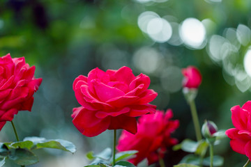 red rose outside