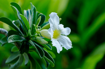 Fototapeta premium White Desert Rose