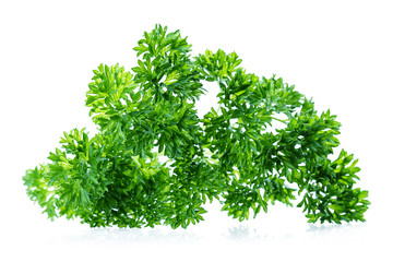 Obraz premium leaf parsley