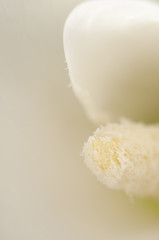 Calla lily flower macro