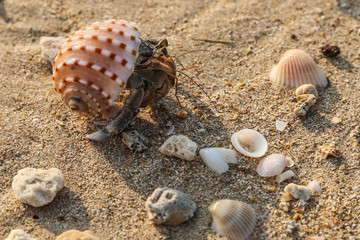 Krebs in Muschel in Thailand