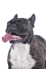 Französische Bulldogge hechelt