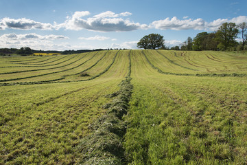 Mowed agricultural field.