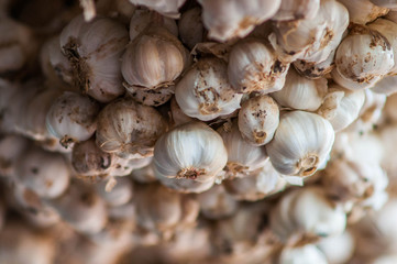 Common Garlic.