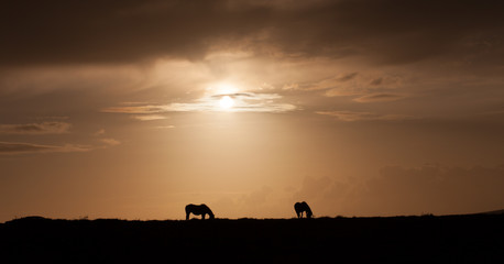 Fototapeta na wymiar Wild ponies of Gower Ponies grazing at sunset on the top of Cefn Bryn, Gower, Swansea.