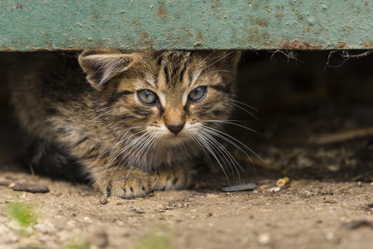 Chatton devant la porte de grande de la ferme