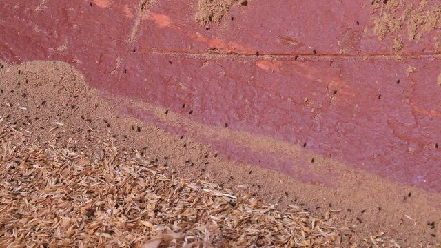 Granary weevil insects