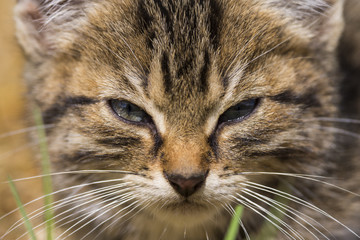 Chatton tigré devant la porte de grange de la ferme