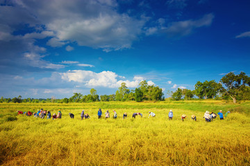 The farmers were harvesting rice.