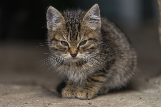 Chatton tigr&eacute; devant la porte de grange de la ferme