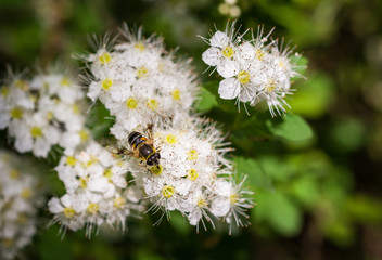 Obraz premium Трапеза repast