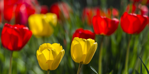 Obraz premium Tulipes jaunes et rouges - Plate-bande de fleurs dans le jardin - Parterre.