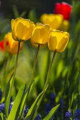 Fototapeta premium Tulipes jaunes et rouges - Plate-bande de fleurs dans le jardin - Parterre.